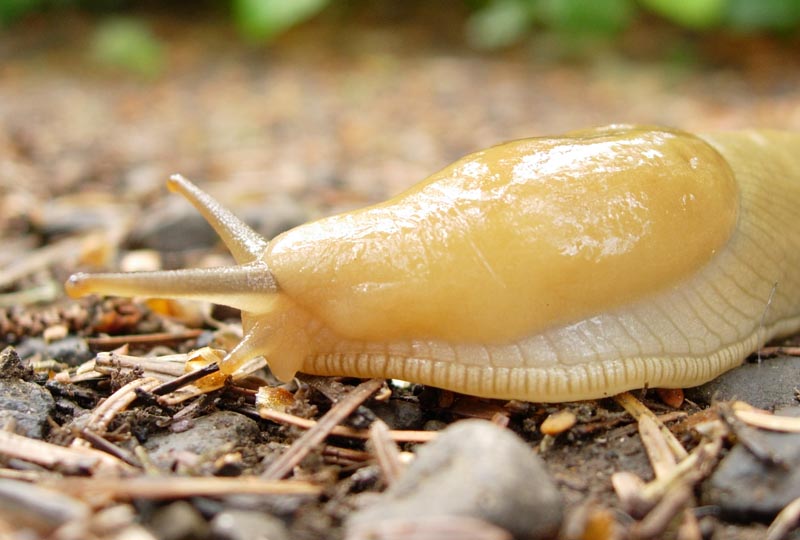 banana slug